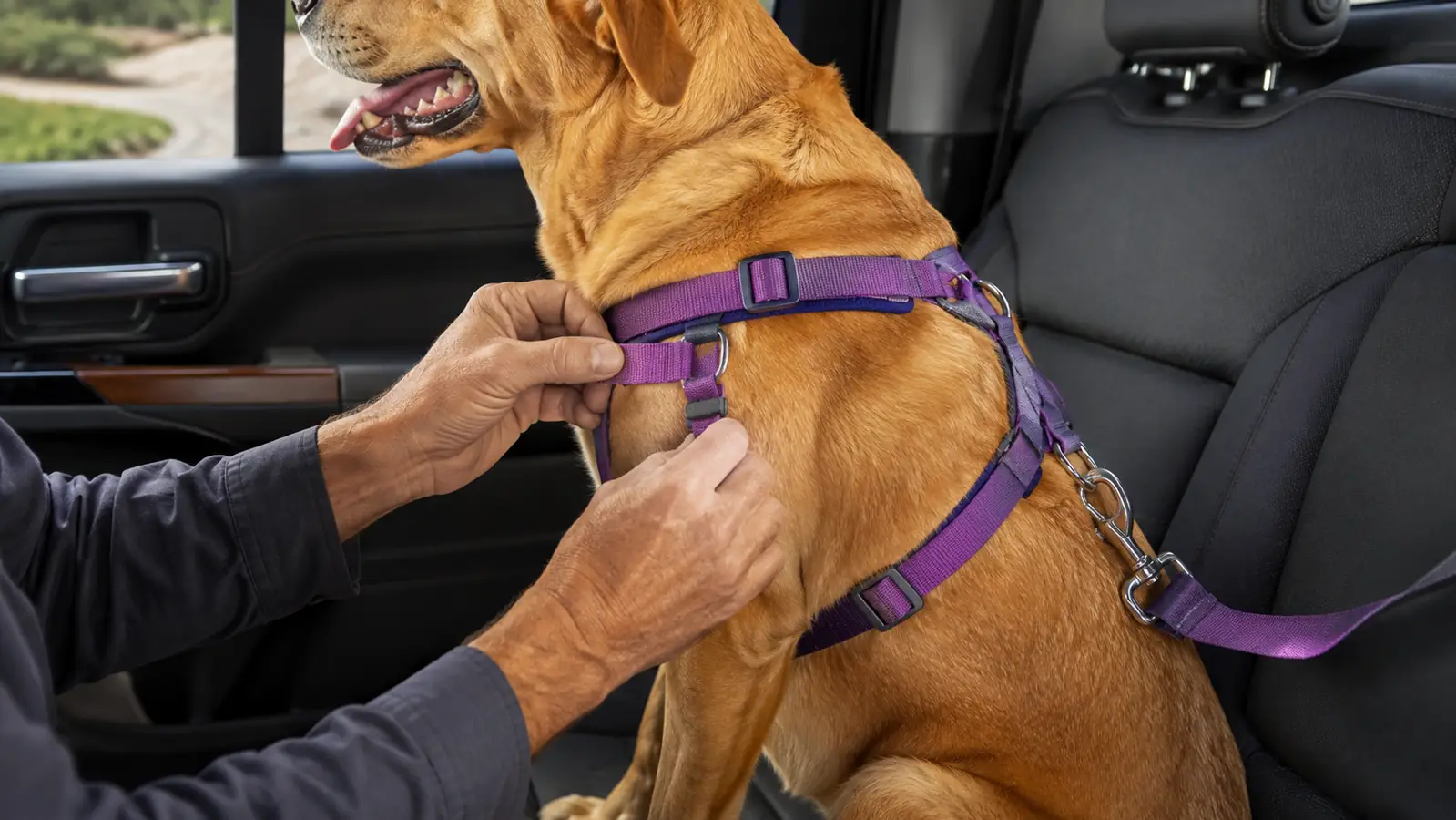 A large dog wearing a harness and clipped to a seat belt tether, resting in the back seat of a truck