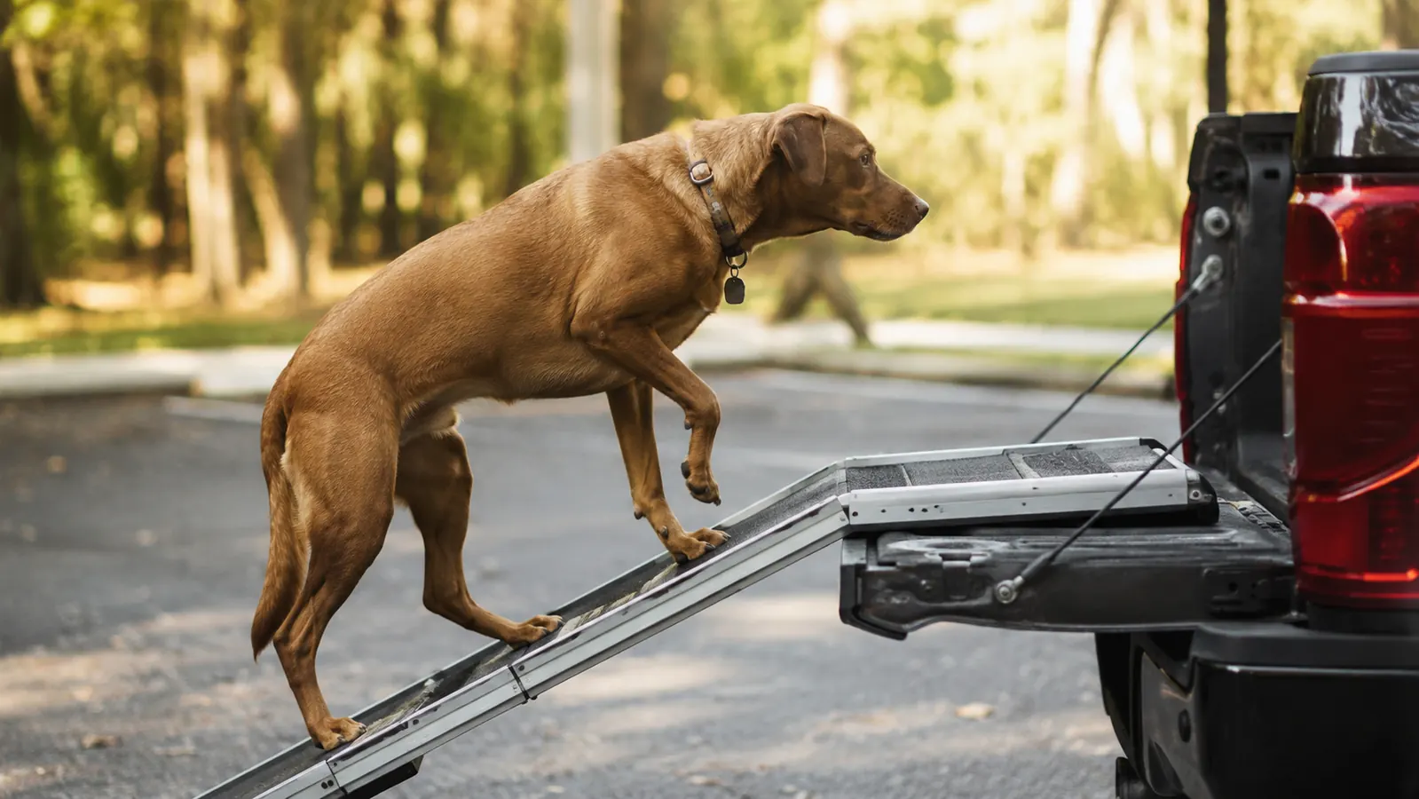 A folded dog ramp leaning against a garage wall beside a set of folding pet stairs.