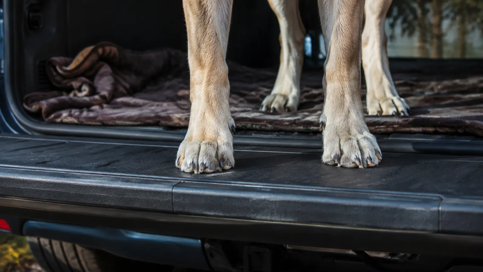 A large older dog with a greying muzzle lying down in the cargo area of a pickup truck on a liner, highway visible through the rear window