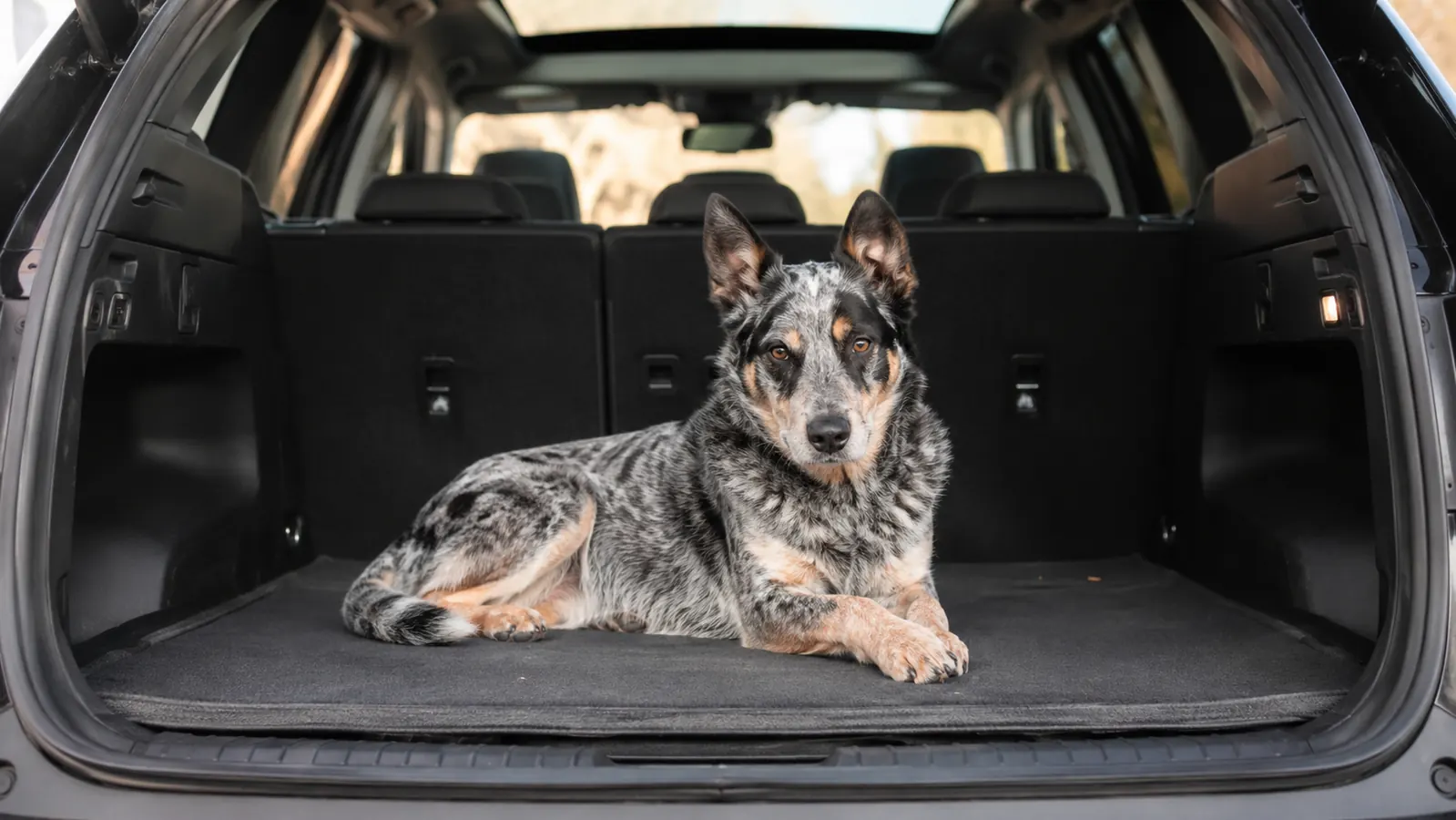 HelloTree SUV Cargo Liner Review: A Year of Hauling a Dog in the Back