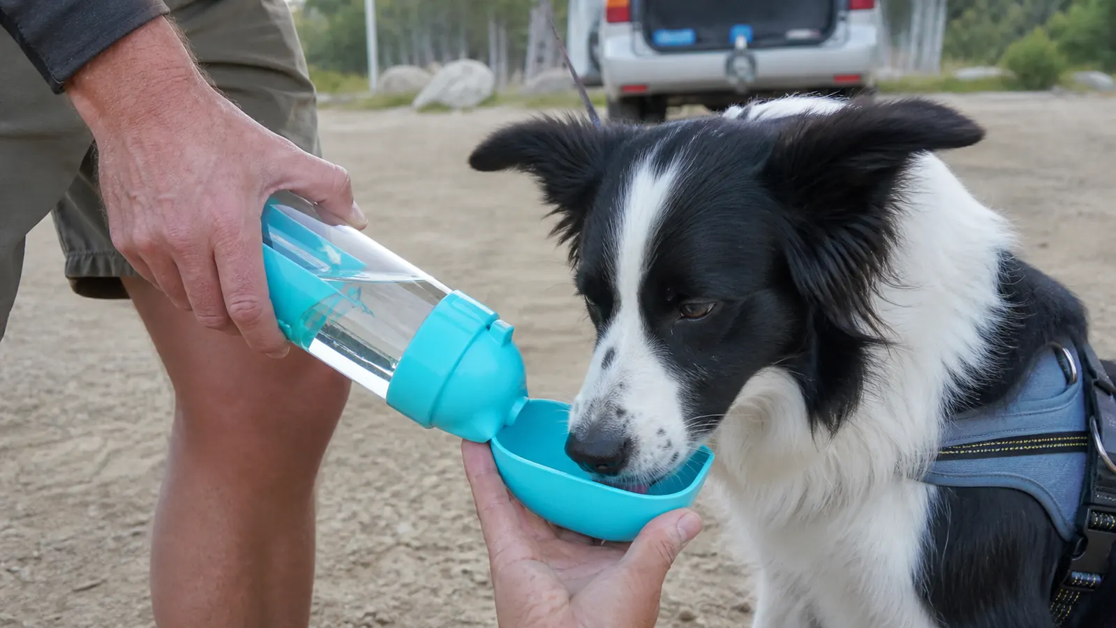 A person in a truck cab offering water from a dog travel water bottle to a large dog in the back seat
