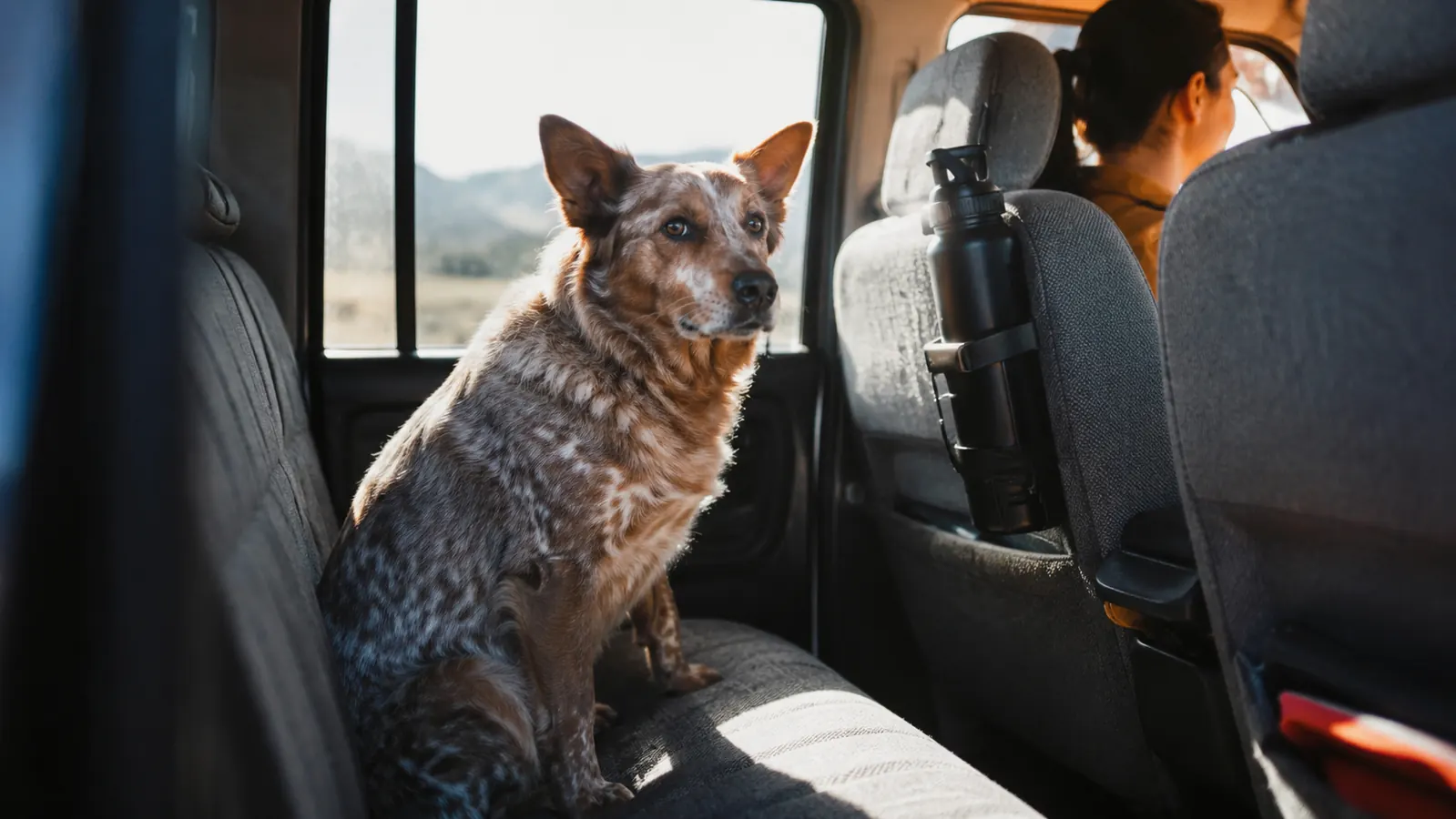 How to Keep Your Dog Hydrated on Long Road Trips Without the Mess